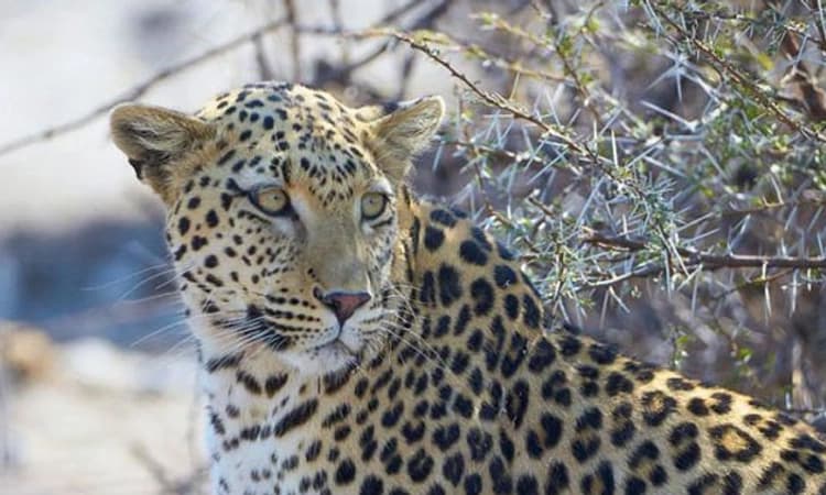 ಕಡಬ ತಾಲೂಕಿನ ರೆಂಜಿಲಾಡಿ: ತೋಟದಲ್ಲಿ ಚಿರತೆ ದಾಳಿ, ಇಬ್ಬರು ಆಸ್ಪತ್ರೆಗೆ ದಾಖಲು