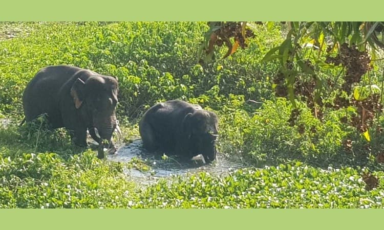 ಬೀಡು ಬಿಟ್ಟ ಕಾಡಾನೆ ಹಿಂಡು: ಜನರಲ್ಲಿ ಆತಂಕ