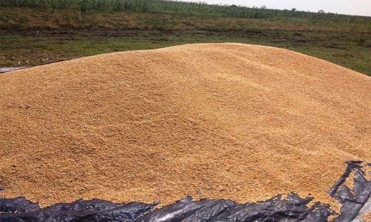 ಮಾರುಕಟ್ಟೆಯಲ್ಲಿ ಮೆಕ್ಕೆ ಜೋಳ ದರ ಕುಸಿತ: ರೈತ ಕಂಗಾಲು  