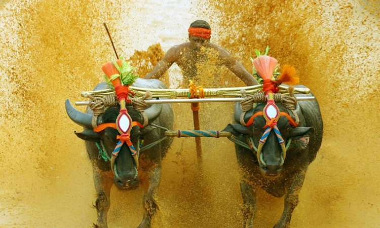 ಋತುವಿನ ಮೊದಲ ಕಂಬಳ ಯಶಸ್ವಿ: ಇಲ್ಲಿದೆ ಹೊಕ್ಕಾಡಿಗೋಳಿ ಕಂಬಳದ ಫಲಿತಾಂಶ ಪಟ್ಟಿ