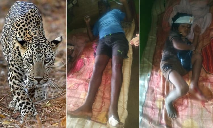 ಹೊಲದಲ್ಲಿ ಕೆಲಸ ಮಾಡುತ್ತಿದ್ದ ವೇಳೆ ಚಿರತೆ ದಾಳಿ: ಮಗು ಸೇರಿ ಮೂವರಿಗೆ ಗಾಯ