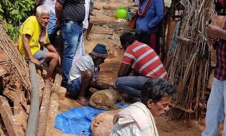 ಮಂಡ್ಯ: ಬೀದಿ ನಾಯಿಗಳ ದಾಳಿಗೆ ಬಲಿಯಾದವು 12 ಕುರಿಗಳು!