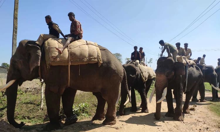 ರೆಡಿಯೋ ಕಾಲರ್‌ ಕಾರ್ಯಾಚರಣೆ ಯಶಸ್ವಿ