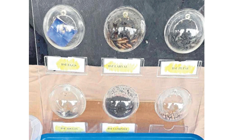 Bengaluru: ಕಸವನ್ನು ಗೊಬ್ಬರವಾಗಿಸುವ “ಕಪ್ಪು ಸೈನಿಕ ನೊಣ’!