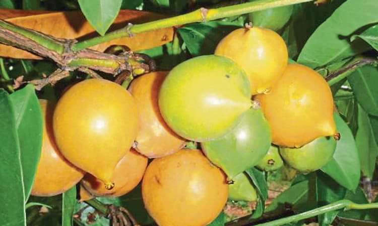 Bajpe: ಊರಿನ ಜಾರಿಗೆ ಸಿಪ್ಪೆಗೆ ಹೊರರಾಜ್ಯದಲ್ಲಿ ಬೇಡಿಕೆ