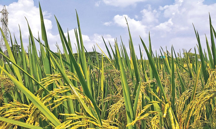Paddy Price Decline: ಭತ್ತ ಬೆಳೆದ ರೈತರಿಗೆ ಸಿಗುತ್ತಿಲ್ಲ ಸೂಕ್ತ ಬೆಂಬಲ