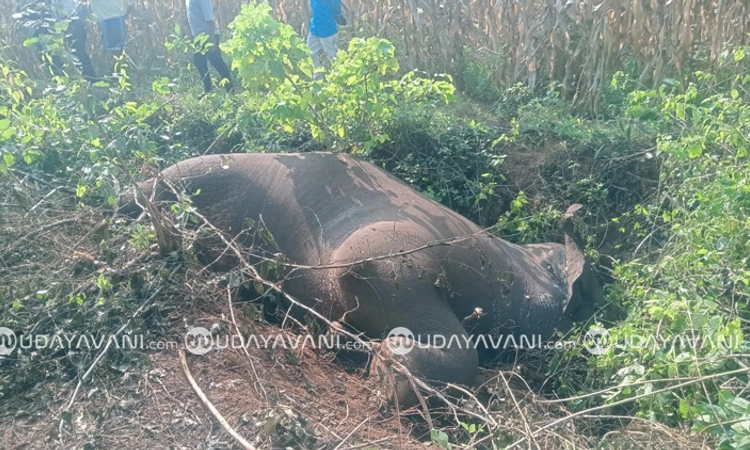 Shimoga; ವಿದ್ಯುತ್‌ ಬೇಲಿ ಸ್ಪರ್ಶಿಸಿ ಕಾಡಾನೆ ಸಾವು; ಜಮೀನು ಮಾಲೀಕನ ಬಂಧನ