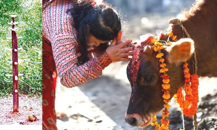 Balipadyami: ಅನ್ನದಾತೆ ಆರಾಧನೆಯ ಬಲಿಪಾಡ್ಯಮಿ… ಇಂದು ಬಲಿಪಾಡ್ಯಮಿ, ಗೋಪೂಜೆ