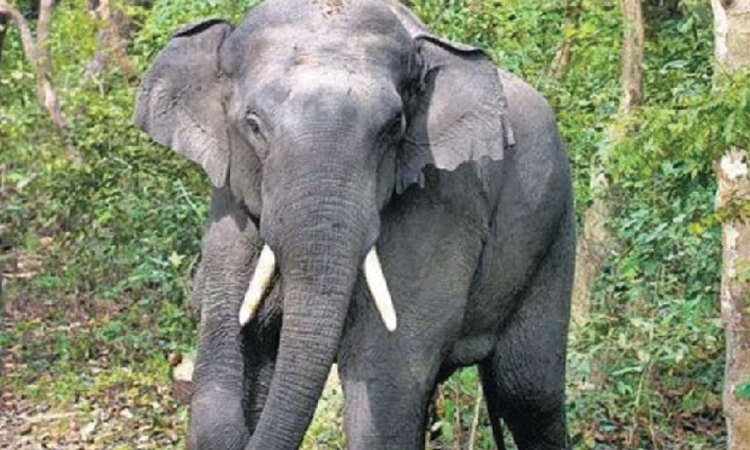 Puttur: ಅಮ್ಚಿನಡ್ಕದಲ್ಲಿ ಮತ್ತೆ ಕಾಡಾನೆ ಹಾವಳಿ