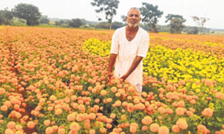 Deepavali Festival: ರೈತರ ಪಾಲಿಗೆ ಹೂವಾಯ್ತು ದೀಪಾವಳಿ ಹಬ್ಬದ ಬೋನಸ್‌!