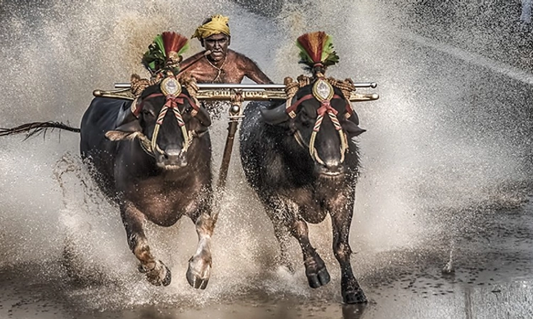 Kambala: ಹೊಸ ಪ್ರಯೋಗದತ್ತ ಕಂಬಳ: ಈ ಬಾರಿ ಒಂದಲ್ಲ, ಮೂರು ಹೊಸ ತಂತ್ರಜ್ಞಾನ ಅಳವಡಿಕೆ
