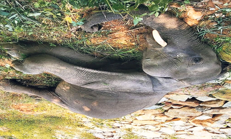 Anekal: ಎಂಟು ವರ್ಷದ ಕಾಡಾನೆ ಮರಿ ಹೃದಯಾಘಾತದಿಂದ ಸಾವು