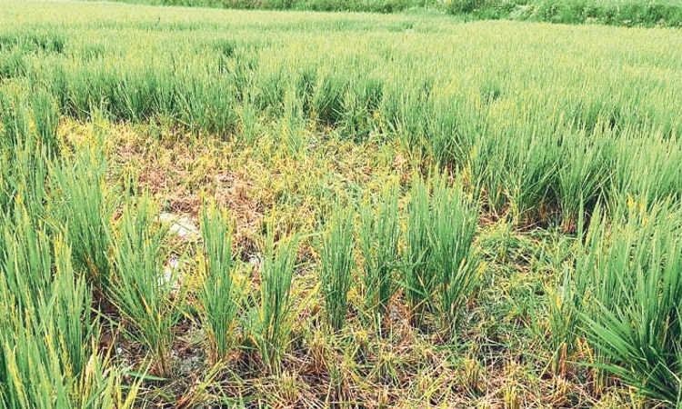 Madikeri: ಚೆಂಬೆಬೆಳ್ಳೂರು; ಕಾಡಾನೆ ಹಾವಳಿಯಿಂದ ಕೃಷಿಗೆ ಹಾನಿ