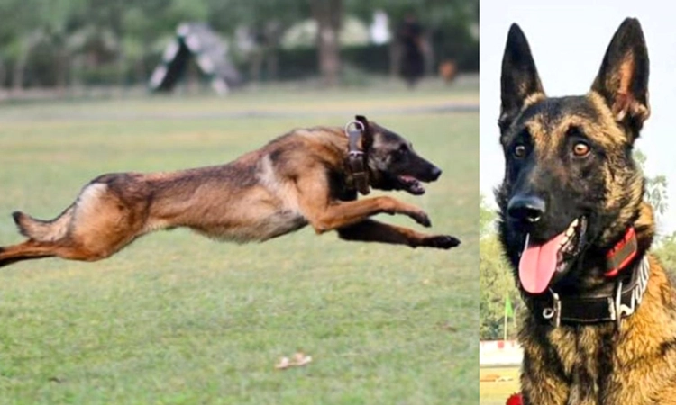Army Dog: ಉಗ್ರರ ವಿರುದ್ಧ ಕಾರ್ಯಾಚರಣೆ ವೇಳೆ ವೀರ ಮರಣವನ್ನಪ್ಪಿದ ಶ್ವಾನ ‌ʼಫ್ಯಾಂಟಮ್ʼ