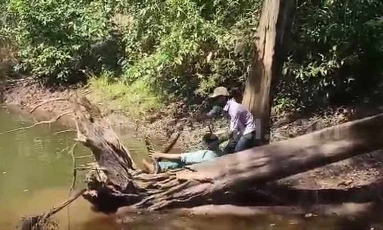 ಕೆರೆಯಲ್ಲಿ ಜಾರಿ ಬಿದ್ದ ಉರಗ ತಜ್ಞ: ಕಾಳಿಂಗ ಸರ್ಪದ ಕಡಿತದಿಂದ ಕೂದಲೆಳೆಯಲ್ಲಿ ಪಾರು