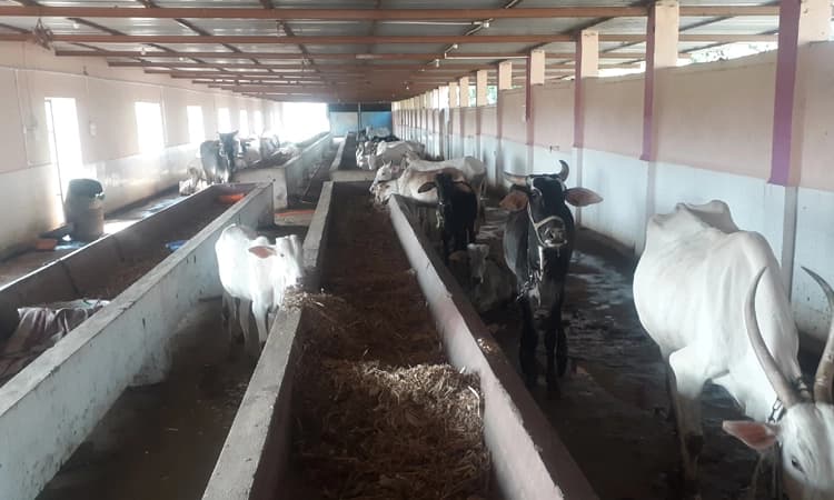 ಗೋಶಾಲೆಗಳ ನಿರ್ವಹಣೆಗೆ ಬೇಕಿದೆ ನೆರವು