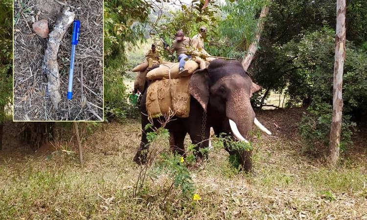 6 ದಿನಗಳ ಚಿರತೆ ಸೆರೆ ಕಾರ್ಯಾಚರಣೆ ವಿಫಲ : ಸಕ್ರೆಬೈಲಿಗೆ ಗಜಪಡೆ ಪಯಣ