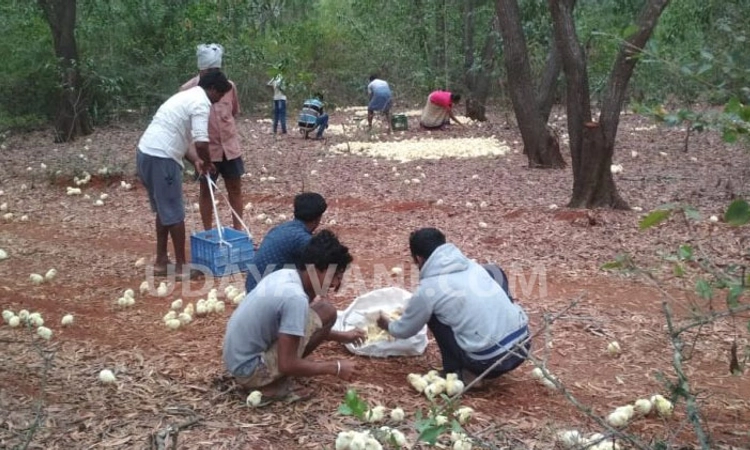 ಚಿಕ್ಕಬಳ್ಳಾಪುರ: ರಾಶಿ ರಾಶಿಯಾಗಿ ಬಿದ್ದಿರುವ ಫಾರಂ ಕೋಳಿಮರಿಗಳಿಗಾಗಿ ಮುಗಿಬಿದ್ದ ಜನತೆ