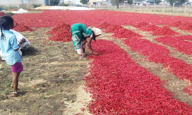 ಸಿರುಗುಪ್ಪ: ಅಕಾಲಿಕ ಮಳೆಗೆ ಮೆಣಸಿನಕಾಯಿ ಬೆಳೆಗಾರರು ಕಂಗಾಲು