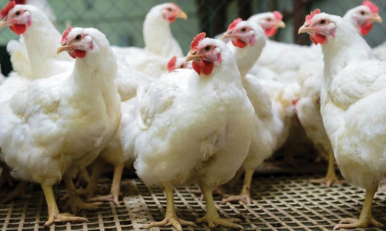 ಹಕ್ಕಿ ಜ್ವರ: ಇರಲಿ ಎಚ್ಚರ