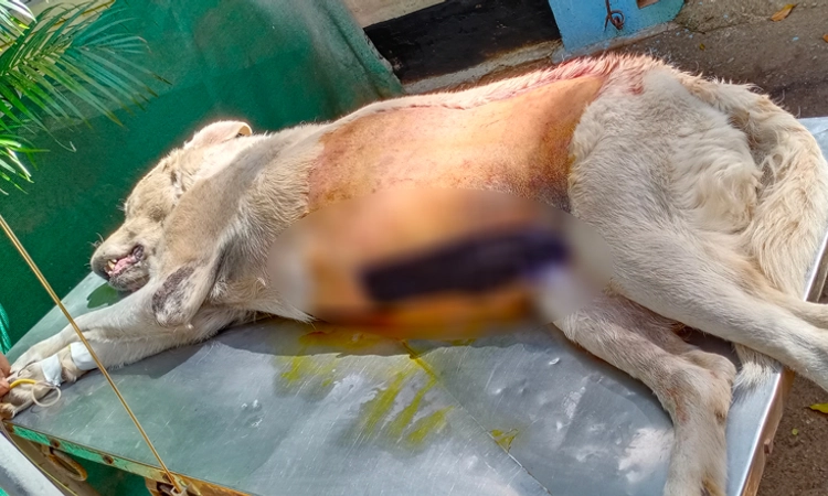 ನಾಯಿ ಹೊಟ್ಟೆಯಿಂದ ಹತ್ತು ಕ್ಯಾನ್ಸರ್‌ ಗಡ್ಡೆ ತೆಗೆದ ವೈದ್ಯರು