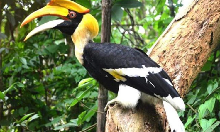 ದಾಂಡೇಲಿ: ಕಾಳಿ ಮಡಿಲಲ್ಲಿ ಹಾರ್ನಿಬಿಲ್ ಪಕ್ಷಿ ಸಂಕುಲದ ಕುತೂಹಲಕಾರಿ ಕಹಾನಿ!