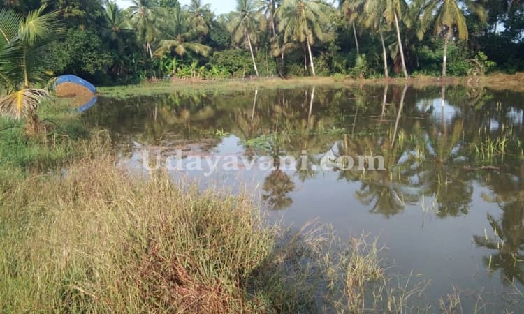 ಕಾಪು : ಅಕಾಲಿಕ ಮಳೆಯಿಂದಾಗಿ ವಾಣಿಜ್ಯ ಬೆಳೆಗಳಿಗೆ ಹಾನಿ