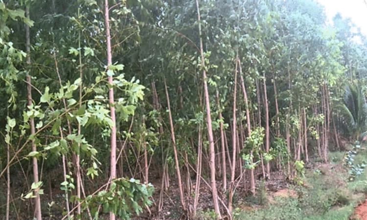 ಸರ್ಕಾರದಿಂದ ಮತ್ತೆ ಅಕೇಶಿಯಾ ಮೋಹ: ಶಿವಮೊಗ್ಗದಲ್ಲಿ ಸಿಸಿಎಫ್ ಕಚೇರಿಗೆ ಮುತ್ತಿಗೆ ಪ್ರತಿಭಟನೆ