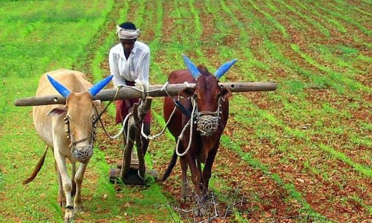 ರೈತರಿಗೆ ಸೂಕ್ತ ಪರಿಹಾರ ನೀಡಿ
