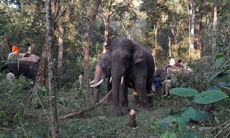 ಕಾಡಾನೆ ಸೆರೆ ಕಾರ್ಯಾಚರಣೆಗೆ ಮತ್ತೊಂದು ಯಶಸ್ಸು: ಮೂಡಿಗೆರೆಯಲ್ಲಿ ಎರಡನೇ ಪುಂಡಾನೆ ಸೆರೆ