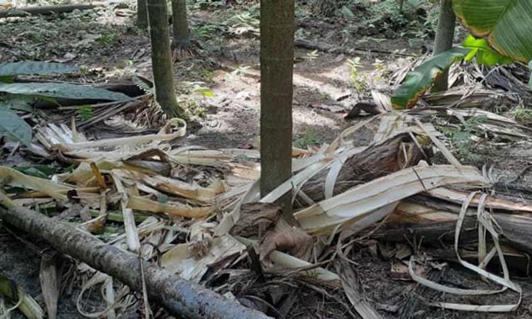 ತೋಟತ್ತಾಡಿ: ತೋಟಗಳಿಗೆ ಒಂಟಿ ಸಲಗ ದಾಳಿ
