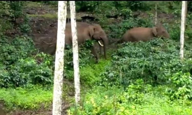 ನಾಲ್ಕನೇ ದಿನವೂ ಮುಂದುವರೆದ ಕಾರ್ಯಚರಣೆ; ಡ್ರೋನ್ ಕ್ಯಾಮೆರಾಕ್ಕೂ ಚಳ್ಳೆಹಣ್ಣು ತಿನ್ನಿಸುತ್ತಿರುವ ಮೂಡಿಗೆರೆಯ ಬೈರಾ