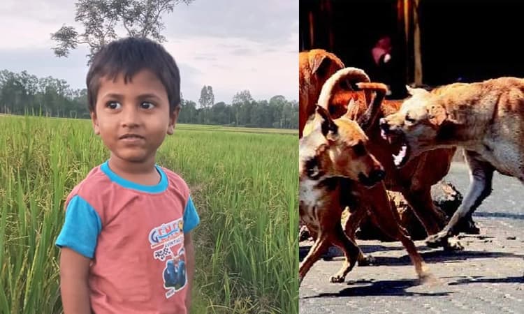 ಬೀದಿ ನಾಯಿಗಳ ದಾಳಿ: 4 ವರ್ಷದ ಮಗು ಬಲಿ !