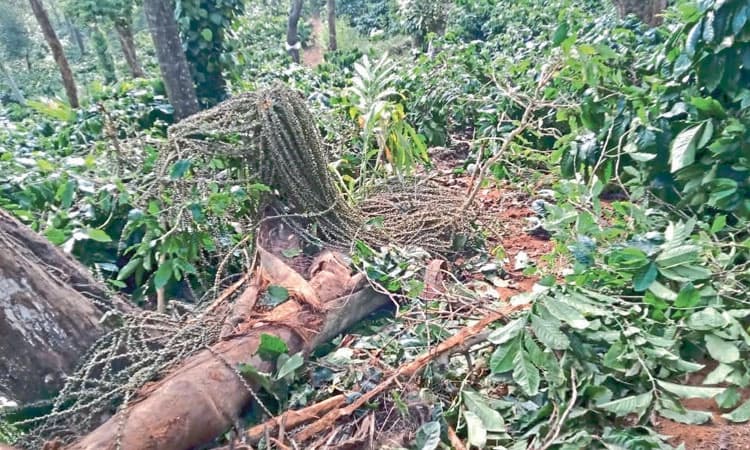 ಕಾಡಾನೆ ಹಾವಳಿ: ಡಿ.2ರಂದು ಬೃಹತ್‌ ಪ್ರತಿಭಟನೆ