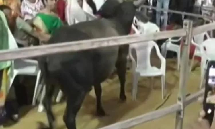 ಕಾಂಗ್ರೆಸ್ ರ‍್ಯಾಲಿಗೆ ನುಗ್ಗಿದ ಗೂಳಿ !; ಇದು ಬಿಜೆಪಿ ಪಿತೂರಿ ಎಂದು ಆರೋಪ; ವಿಡಿಯೋ