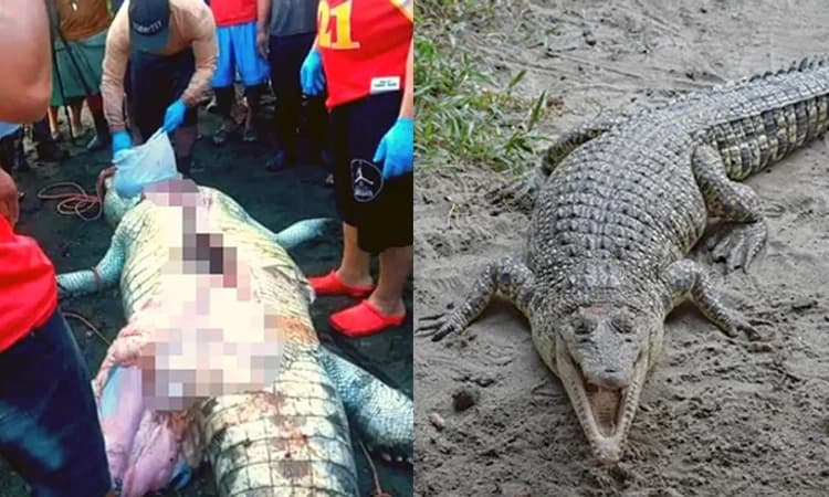 ಬೆಚ್ಚಿ ಬೀಳಿಸುವ ಘಟನೆ: ಸತ್ತ ಮೊಸಳೆಯ ಹೊಟ್ಟೆಯಲ್ಲಿತ್ತು ಬಾಲಕನ ದೇಹದ ಭಾಗಗಳು