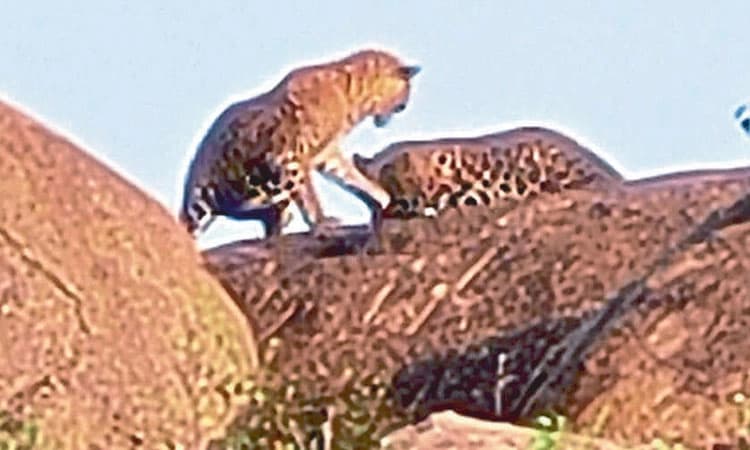 ಚಿರತೆಗಳ ಬಗ್ಗೆ ಎಚ್ಚರವಿರಲಿ, ನಿರ್ಲಕ್ಷ್ಯ ಬೇಡ