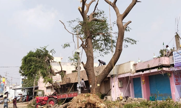ಗಂಗಾವತಿ: ಅನಾಹುತ ಸಂಭವಿಸುವ ಮುನ್ನ ಎಚ್ಚತ್ತ ತಾಲೂಕು ಆಡಳಿತ; ಬೃಹತ್ ಮರ ನೆಲಸಮ