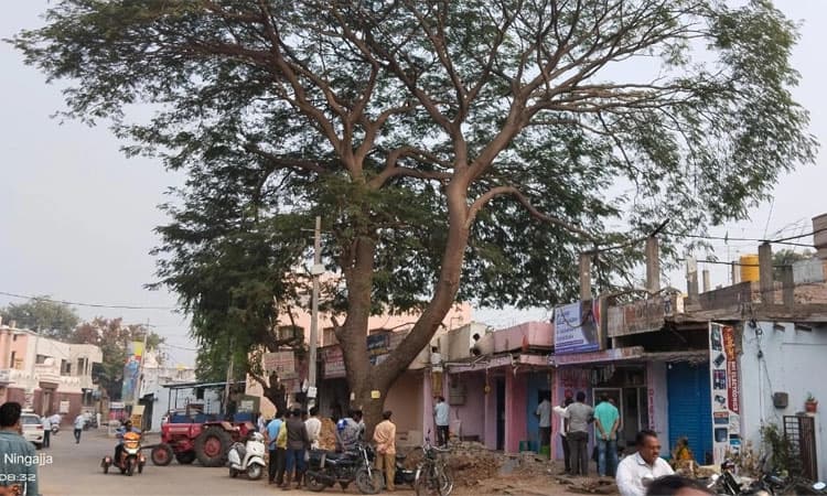 ಗಂಗಾವತಿ: ಬೃಹತ್ ಮರ ತೆರವಿಗೆ ಮೀನಾಮೇಷ; ಅಧಿಕಾರಿಗಳ ನಿರ್ಲಕ್ಷ್ಯ