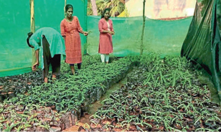 ನರ್ಸರಿ ತೋಟ ರಚನೆಗೆ “ಸಂಜೀವಿನಿ’ಯಾದ ನರೇಗಾ