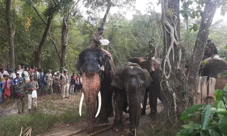 ಮೂಡಿಗೆರೆ: ಕಾರ್ಯಾಚರಣೆಯ ಮೊದಲ ದಿನವೇ ಒಂದು ಕಾಡಾನೆ ಸೆರೆ