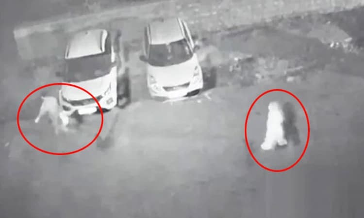 ಶ್ರದ್ಧಾ ರೀತಿಯ ಮತ್ತೊಂದು ಕೇಸ್: ಹತ್ಯೆಗೈದು ಫ್ರಿಡ್ಜ್ ನಲ್ಲಿಟ್ಟಿದ್ದ ತಾಯಿ-ಮಗನ ಬಂಧನ