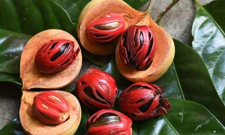 ಅಡುಗೆಗೆ ಮಾತ್ರ ಬಳಸೋದಲ್ಲ… ಜಾಯಿಕಾಯಿಯಲ್ಲಿದೆ ಹಲವು ಔಷಧೀಯ ಗುಣ…