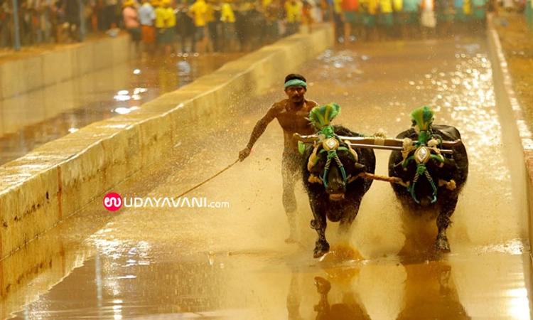 ಕಕ್ಯಪದವು ಸತ್ಯ – ಧರ್ಮ ಜೋಡುಕರೆ ಕಂಬಳ ಕೂಟದ ಫಲಿತಾಂಶ