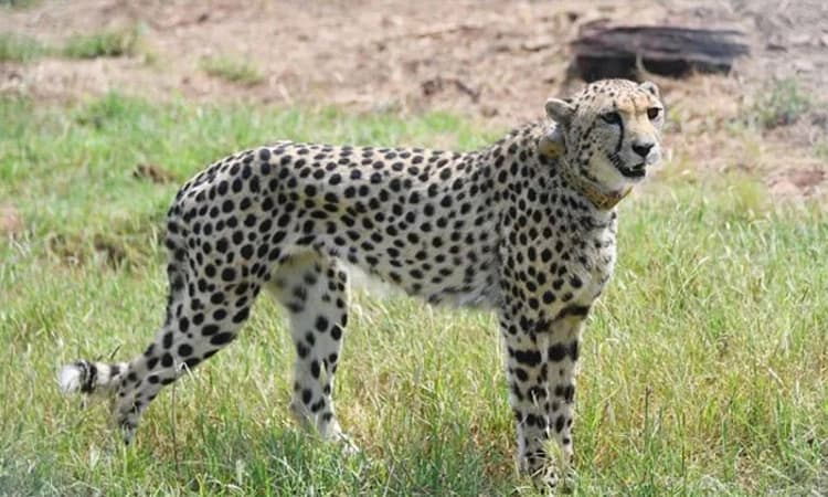 ಕ್ವಾರಂಟೈನ್‌ನಿಂದ ಮತ್ತೆರಡು ಚೀತಾಗೆ ಮುಕ್ತಿ