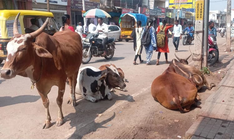 ಇನ್ನೂ ತಪ್ಪಿಲ್ಲ ಬಿಡಾಡಿ ದನಗಳ ಹಾವಳಿ