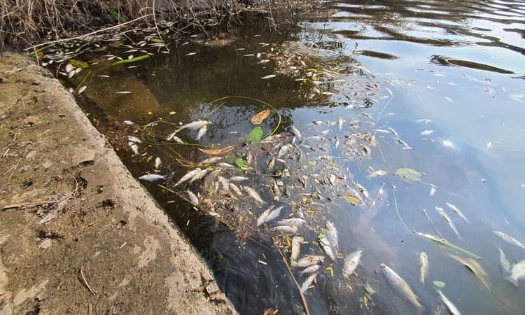 ರಾಜಕೀಯ ದ್ವೇಶ: ಕೆರೆಗೆ ವಿಷ ಹಾಕಿದ ದುಷ್ಕರ್ಮಿಗಳು: ಲಕ್ಷಾಂತರ ಮೀನು ಮಾರಣ ಹೋಮ