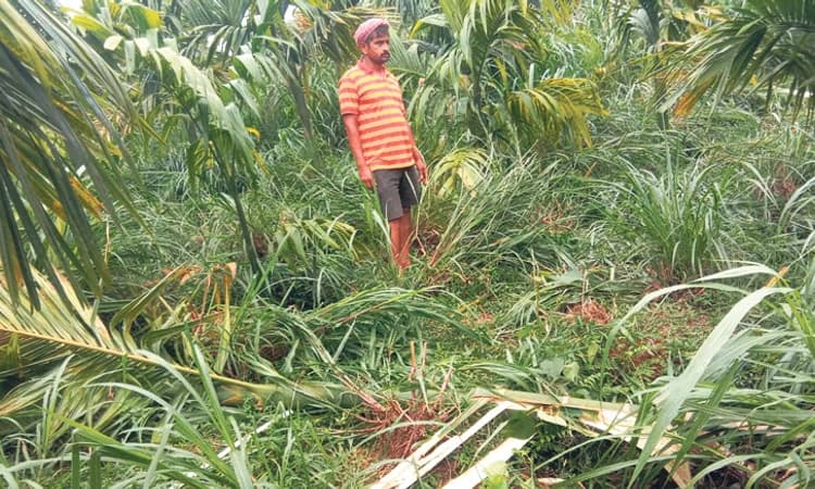 ಕಾಡಾನೆಗಳಿಂದ ಮತ್ತೆ ಕೃಷಿ ತೋಟಗಳಿಗೆ ದಾಳಿ