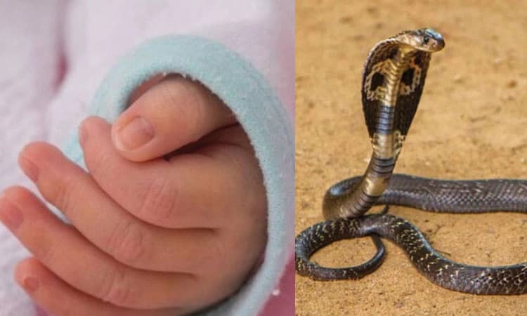 ಶಿರಸಿ: ಆಟ ಆಡುತ್ತಿದ್ದಾಗ ಹಾವು ಕಚ್ಚಿ ಎರಡು ವರ್ಷದ ಮಗು ಮೃತ್ಯು