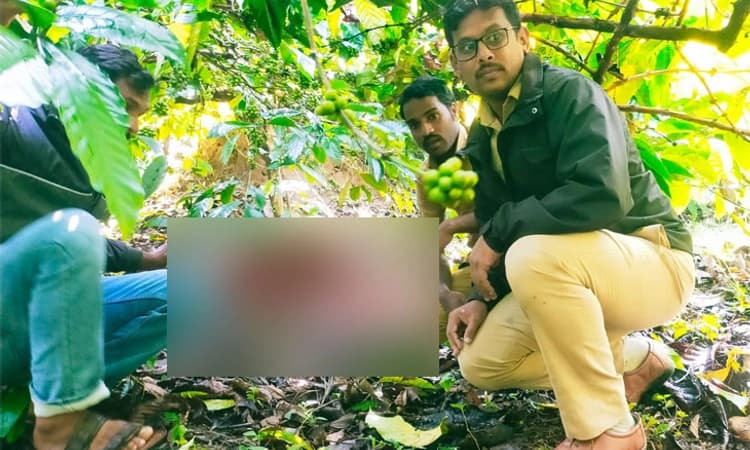 ಕಾಫಿನಾಡಿನಲ್ಲಿ ಹುಲಿಯ ಅಟ್ಟಹಾಸ; ಒಂದೇ ದಿನ ಮೂರು ಹಸುಗಳ ಬೇಟೆ